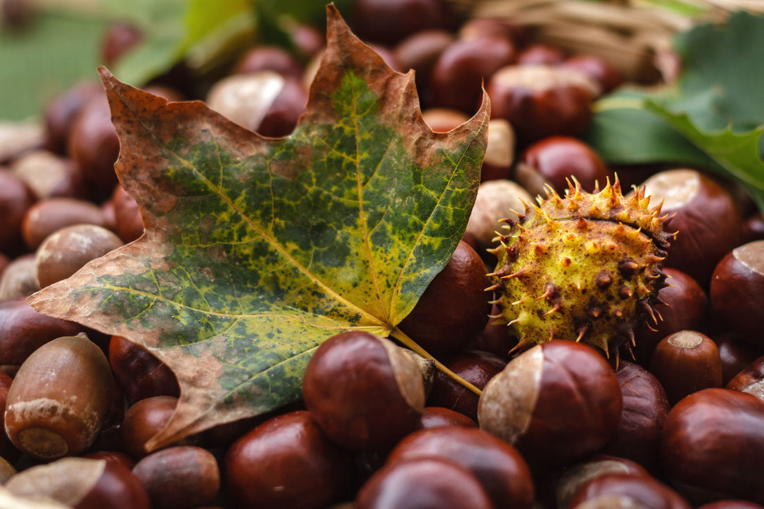 Le Castagne Buone e Sane alleate della Salute