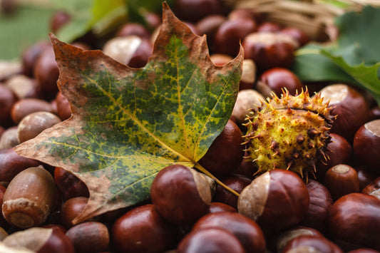 Le Castagne Buone e Sane alleate della Salute