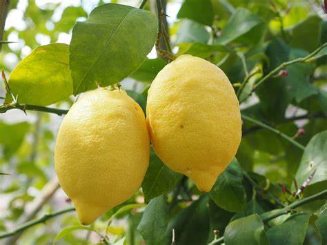 Il Limone: Un Concentrato di Benessere a Basso Contenuto Calorico