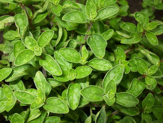 Scopri le proprietà dell' Origano e i benefici per la salute