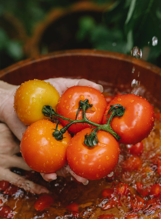 Sua Maestà Il Pomodoro la sua storia e benefici