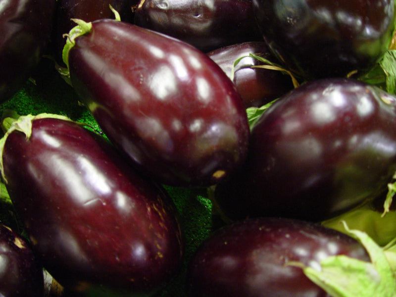 Melanzane del Cilento per sottoli artigianali Minnelea