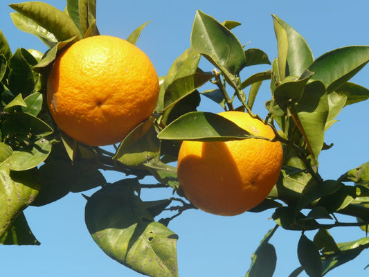 Arancia e i Suoi Valori Nutrizionali