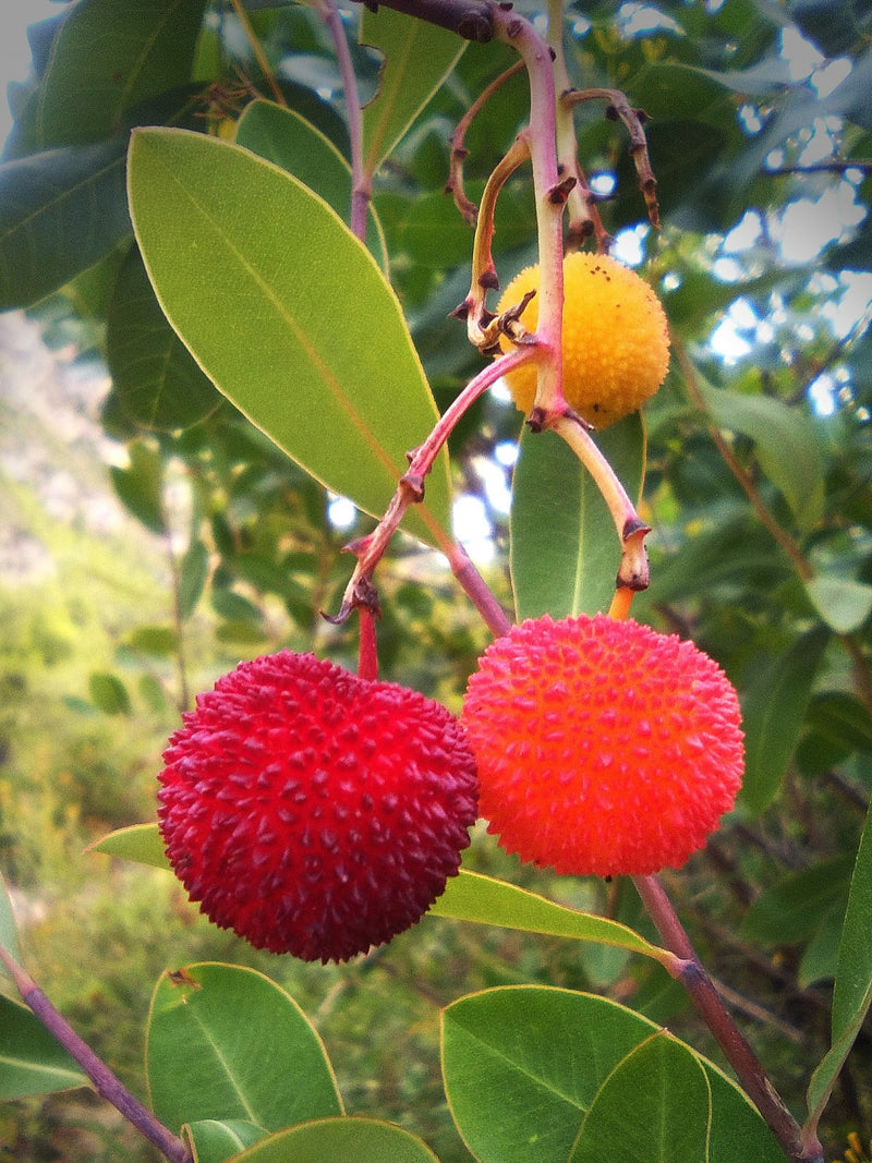 Corbezzolo — arbusto della macchia mediterranea