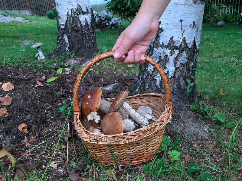 Funghi porcini freschi