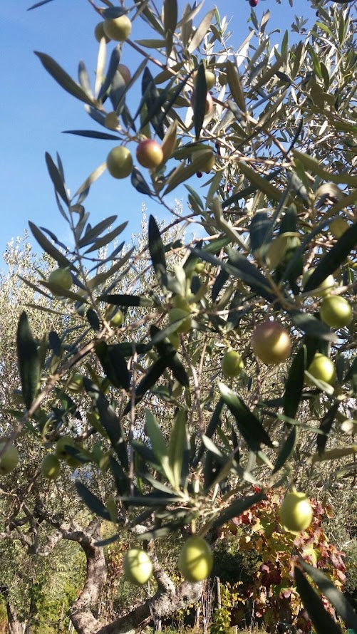 Cilento — territorio di origine dei prodotti Minnelea