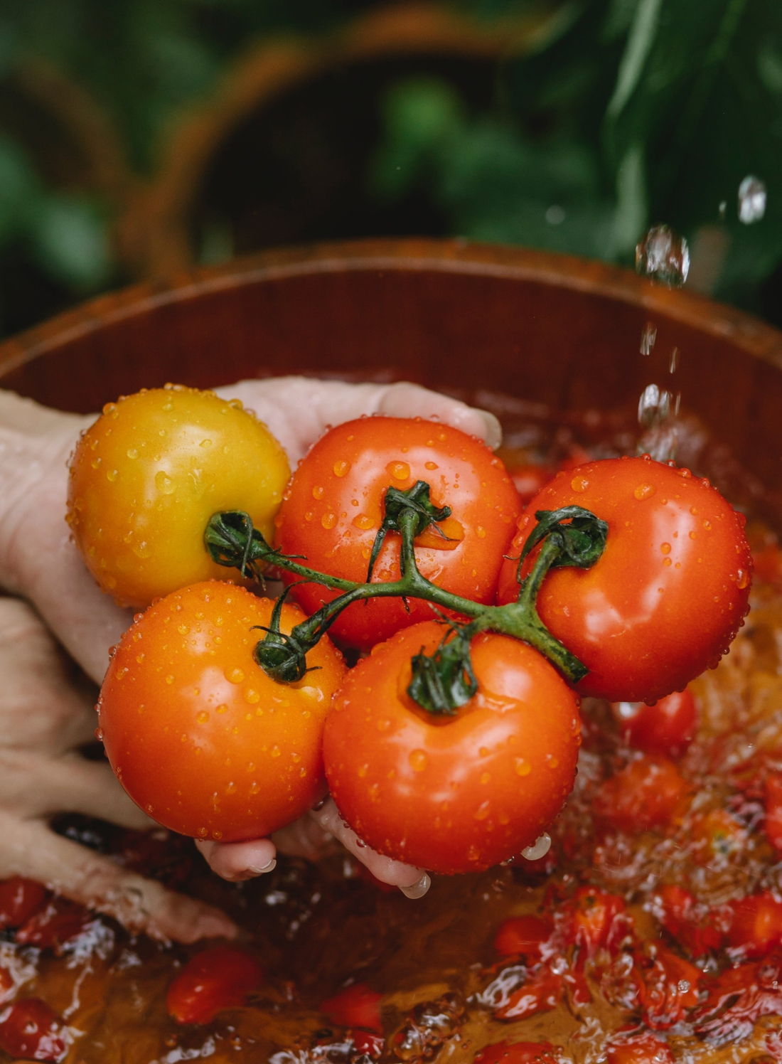 Pomodori rossi e gialli appena raccolti, in una cassetta vicino all'acqua